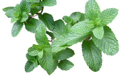 Menthol vs Mint Flavors: Uncovering the Cool Truth for E-Liquid Enthusiasts